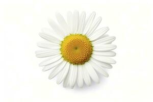 AI generated Common daisy isolated on white background. AI Generated photo