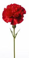 AI generated Red Carnation isolated on white background. AI Generated photo