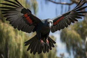 AI generated A Beautful Red Tailed Black Cockatoo. AI Generated photo