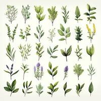 AI generated Collection of watercolor herbs clipart on white background. AI Generated photo