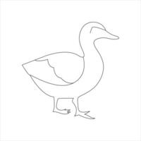 A duck Continuous single line drawing vector illustration. Continuous outline of Animal bird icon.