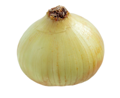 Zwiebel auf ein transparent Hintergrund. Zwiebel png. png