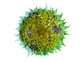 Fresh sunflower head with the seeds on a transparent background png