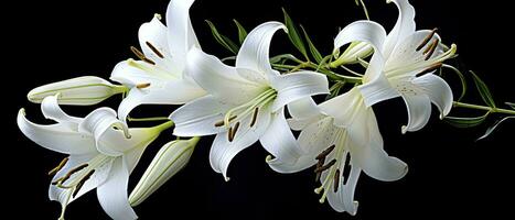 AI generated White lily flowers on black background. AI Generated photo