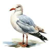 AI generated Watercolor seagull isolated on white background. AI Generated photo