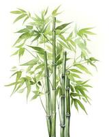 AI generated Watercolor bamboo clipart isolated on white background. AI Generated photo