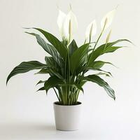 AI generated Peace Lily on a plain white background. AI Generated photo