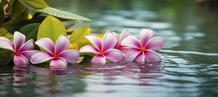 ai generado plumeria flores en verde hoja flotante en agua. un pacífico y sereno escena con un toque de naturaleza y belleza. ai generado foto