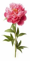 AI generated Peony isolated on white background. AI Generated photo