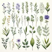 AI generated Collection of watercolor herbs clipart on white background. AI Generated photo