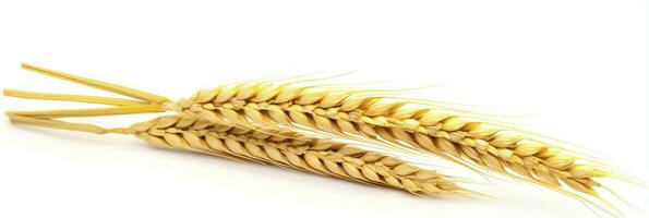 AI generated Wheat ears isolated on white background. AI Generated. photo