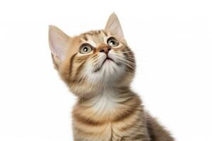 AI generated Playful funny kitten looking up isolated on a white background. AI Generated photo