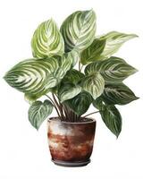 AI generated Watercolor potted houseplant isolated on white background. AI Generated photo