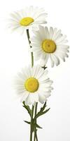 AI generated Common daisy isolated on white background. AI Generated photo