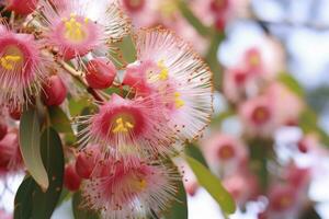 ai generado hermosa goma árbol rosado flores y brotes ai generado foto