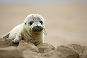 ai generado puerto sello cachorro. ai generado foto