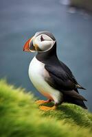 AI generated Puffin bird on a green grass patch. AI Generated photo