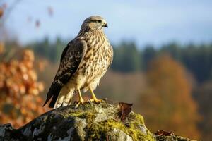 AI generated Hawk sitting on rock looking for prey. AI Generated photo