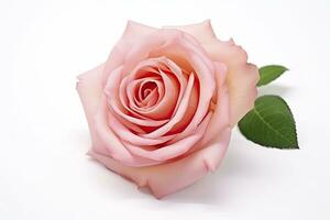 AI generated Pink rose isolated on white background. AI Generated photo