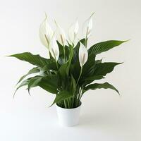 AI generated Peace Lily on a plain white background. AI Generated photo