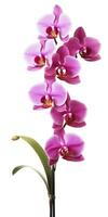 AI generated Pink Orchid isolated on white background. AI Generated photo