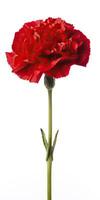 AI generated Red Carnation isolated on white background. AI Generated photo