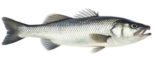 AI generated One fresh sea bass fish isolated on white background. AI Generated. photo