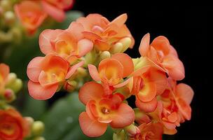 ai generado kalanchoe Blossfeldiana. ai generado foto