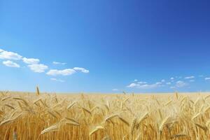 AI generated Wheat field under blue sky. AI Generated photo