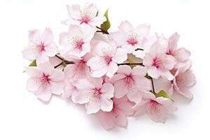 AI generated Sakura flowers isolated on white background. AI Generated photo