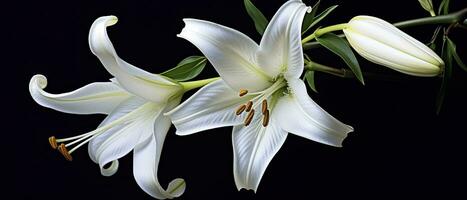 AI generated White lily flowers on black background. AI Generated photo