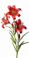 AI generated Red Lilies isolated on white background. AI Generated photo