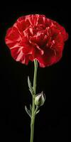 AI generated Red Carnation isolated on black background. AI Generated photo