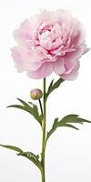 AI generated Peony isolated on white background. AI Generated photo