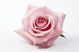 AI generated Pink rose isolated on white background. AI Generated photo