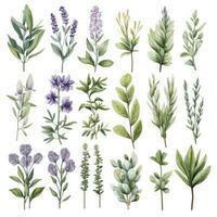 AI generated Collection of watercolor herbs clipart on white background. AI Generated photo