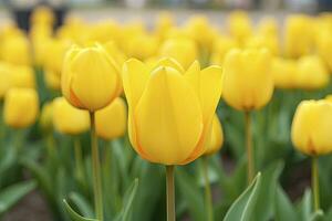 ai generado amarillo tulipán en el jardín. ai generado foto