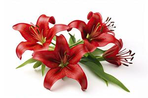 AI generated Red Lilies isolated on white background. AI Generated photo