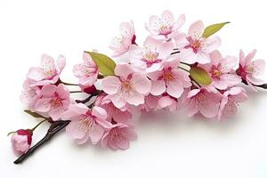 AI generated Sakura flowers isolated on white background. AI Generated photo