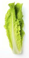 AI generated Lettuce isolated on white background. AI Generated photo