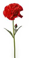 AI generated Red Carnation isolated on white background. AI Generated photo