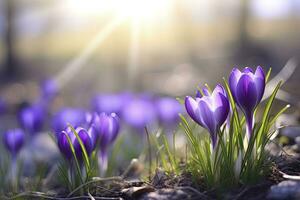 ai generado primavera púrpura azafrán flor. ai generado foto