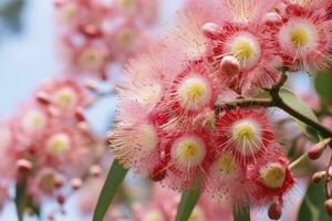 AI generated Beautiful Gum tree pink flowers and buds. AI Generated photo