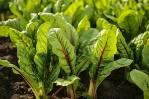 AI generated Chard growing in an urban garden. Garden beet and salad leaves close up. Generative AI photo