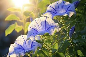 AI generated Morning Glory vine unfurling its delicate petals in the morning light. AI Generated photo