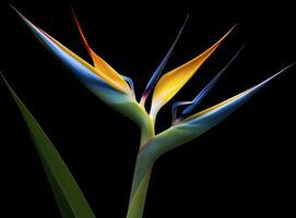 AI generated Bird of paradise flower isolated on black background. AI Generated photo