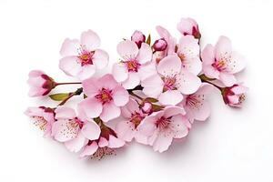 AI generated Sakura flowers isolated on white background. AI Generated photo