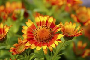 ai generado gaillardia o cobija flor. brillante y vistoso sombras de calentar tonos ai generado foto