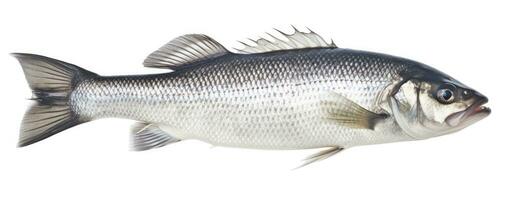 AI generated One fresh sea bass fish isolated on white background. AI Generated. photo