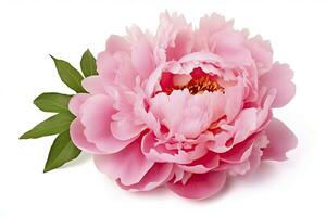 AI generated Peony isolated on white background. AI Generated photo